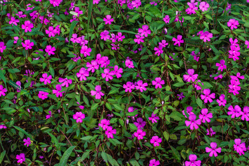 Beautiful flowers in the rain forest.