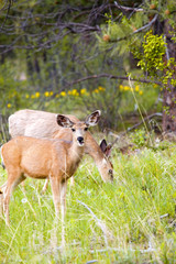 Pair of deer with Wildflowers in the Pike National Forest of Colorado