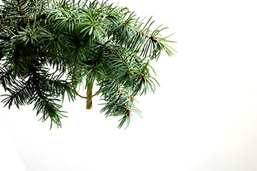 Fir tree branch isolated on white background with gold thread and a pin in top frame corner. Ready for product placement New Year and Christmas blank template. Big white copyspace place for text.