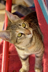Kitten 