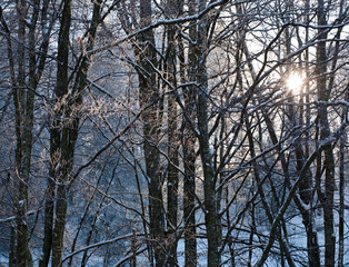 Winter forest background in sunlight beauty nature