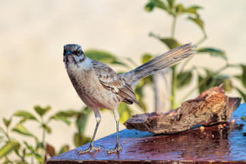 Long tailed mocking bird