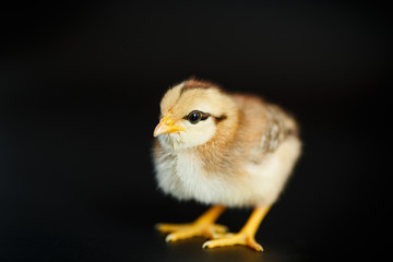 Obraz premium beautiful little yellow chick