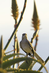 Bird at Laguna Beach park perch