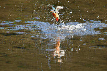 カワセミの捕食