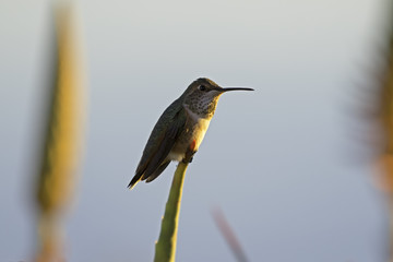 Humming Bird at Laguna Beach park perch