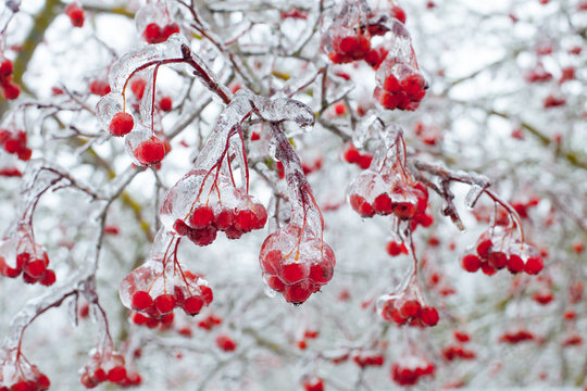 Ice covered plants after  cold rain