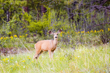 Mule Deer in the Pike National Forest