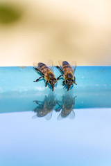 Thirsty bees