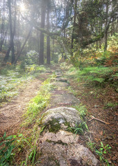The path the magic forest
