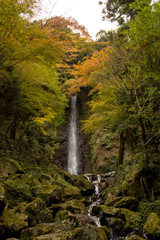 Water Falling at Yoro Waterfall in Gifu, Japan, November, 2016