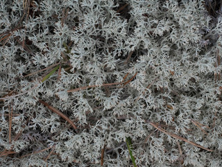 White moss