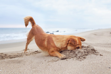 Chiqui hunting for crabs