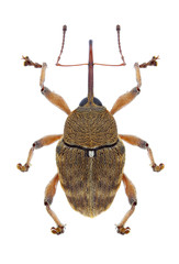 Beetle Curculio glandium on a white background © als