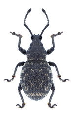 Beetle Otiorhynchus chrysostictus on a white background