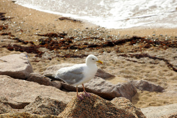 coastline brittany france