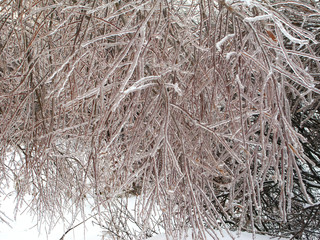 Icy leaves of the trees after ice storm… Freezing rain, natural disasters 