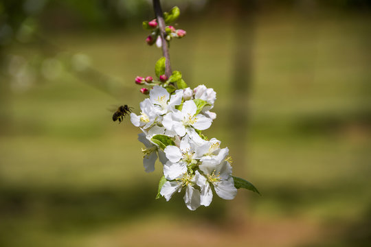 Abeja sobre flor de manzano