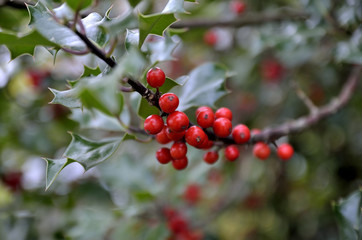 Agrifoglio autunnale