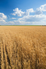 Yellow grain ready for harvest growing in a field