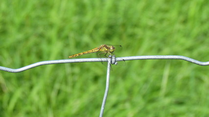 Libelle auf Pflanze im Teich