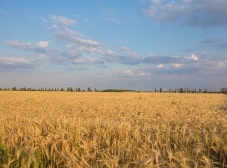 golden wheat field and sunny day