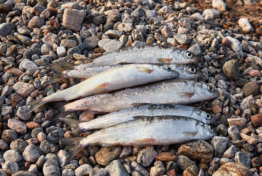 Baikal omul (Coregonus migratorius) on a background of pebbles coastal lakes