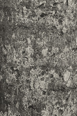 Black and white image of bark surface. Tree bark texture. Suitable for background.