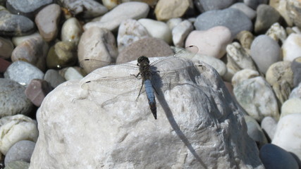 Libelle auf Pflanze im Teich