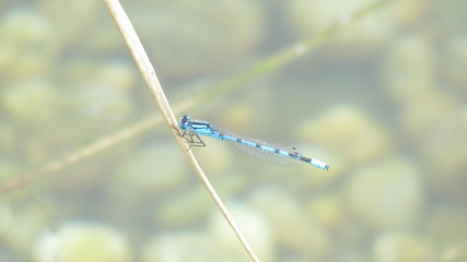 Libelle auf Pflanze im Teich