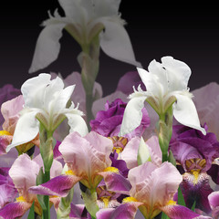 Obraz na płótnie Canvas Beautiful floral background of irises 