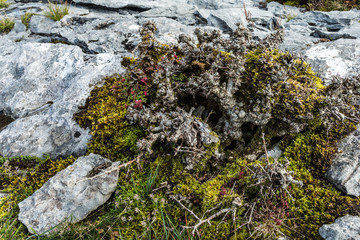 BURREN  FLORA - 2016
