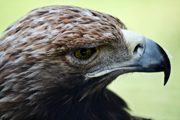 hawk