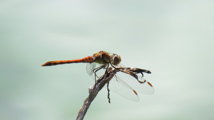 Libelle auf Pflanze im Teich