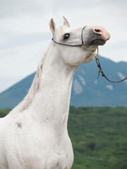 portrait of white arabian stallion at mountain background