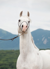 portrait of white arabian stallion at mountain background