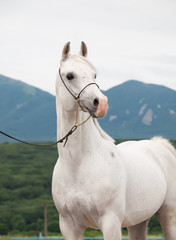 portrait of white arabian stallion at mountain background