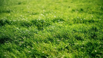 Grüne, saftige Wiese im Sonnenschein