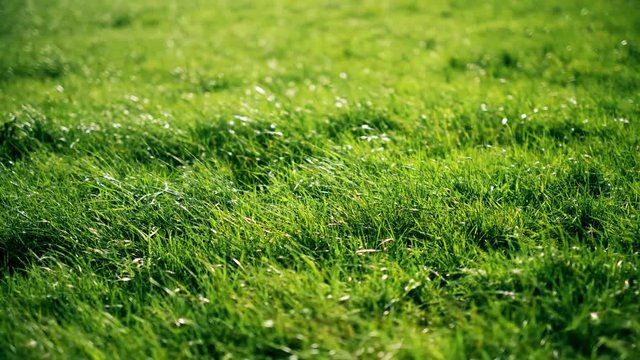 Gr&uuml;ne, saftige Wiese im Sonnenschein