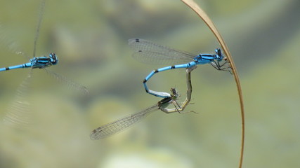 Libelle auf Pflanze im Teich