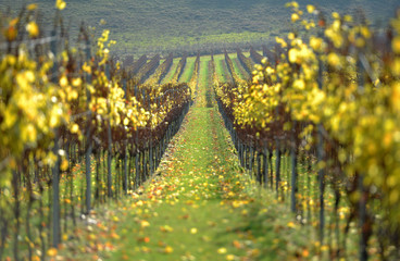 Vines