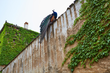 Caceres Peacock in old city wall at Extremadura