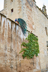 Caceres Peacock in old city wall at Extremadura