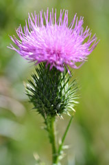 Thistle Macro