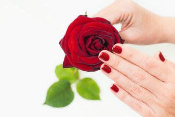 Closeup of female hands with beautiful professional glossy red manicure holding not very fresh rose. 