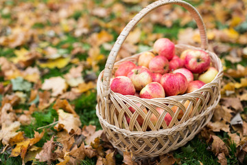 wicker basket of ripe red apples at autumn garden
