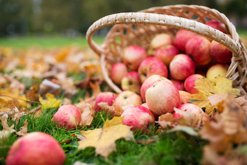 wicker basket of ripe red apples at autumn garden