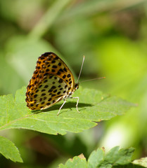 The butterfly