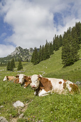 Fototapeta na wymiar Kühe mit Ruchenköpfe im Hintergrund