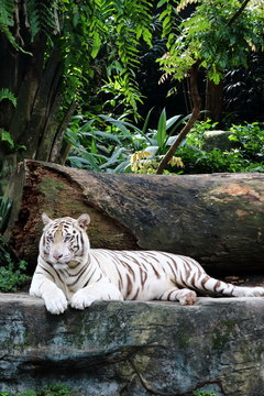 White Tiger 6